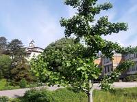 A come Alpi_ Gli alberi non nativi e il progetto Alptrees