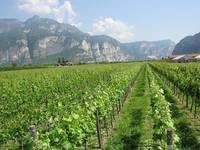A come Alpi_ Le tre preziose collezioni  FEM di vite melo e piccoli frutti_rubrica Pollini e biodiversità 