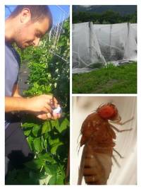 A Come Alpi_ Lotta alla Drosophila Suzukii_ il punto agrismart: Dati Meteo FEM settore agricolo  
