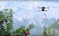 A come Alpi_ Moria del melo mappata con i droni e il punto Emergenze in campo con Drosophila Suzukii