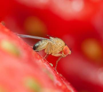 A come Alpi_ parte la lotta in campo alla Drosophila Suzukii_ il punto piante aromatiche 