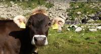 A come Alpi_ RendenaGen, un progetto di ricerca per salvaguardare la razza Rendena