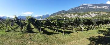 A come Alpi_ Varietà  "resistenti" per una viticoltura sostenibile_ il punto api