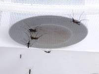 A come Alpi_La ricerca contro le zanzare aliene