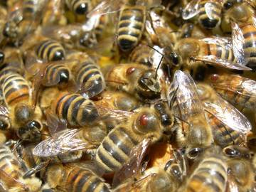 Api, lotta alla Varroa