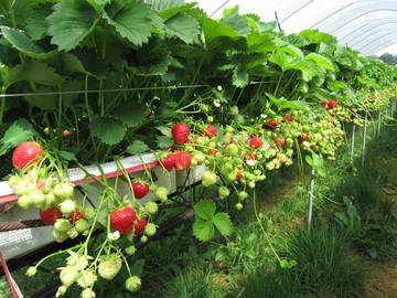 Fragola e piccoli frutti, coltivazione e ricerca di nuove varietà