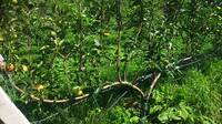 Innovazione  e sicurezza nel frutteto _ A come Alpi
