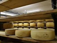 L'impegno di FEM nelle rassegne sui formaggi di montagna 
