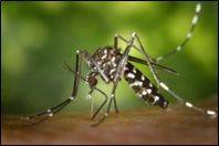 La ricerca contro le specie aliene invasive 