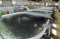 Progetto SUSHIN: arrivano i mangimi di nuova generazione