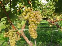 Quattro incroci per una viticoltura più sostenibile 