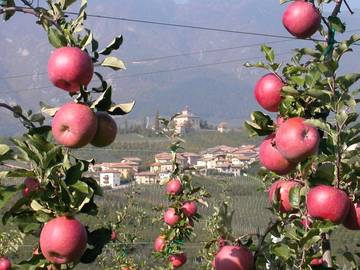 Varietà di mele resistenti 