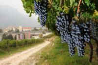 Vendemmia e raccolta mele presso l'Azienda agricola FEM: cercansi stagionali