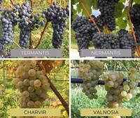 Viti resistenti, le quattro varietà FEM_il punto vino