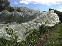La grandine: ecco come difendersi - FEM informa 28/7/12