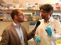 Scoperto il genoma della Drosophila suzukii - FEM informa 1/9/12