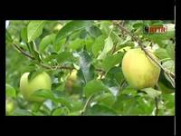 Biologico sotto la lente - FEM informa 13/09/2014
