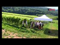 Vino e verde, l'alta formazione - Fondazione Mach informa del 18/10/2014