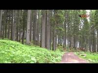 le foreste viste dallo spazio - FEM informa del 28/06/2015