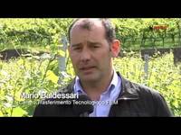 Confusione sessuale feromonale e virus Gpgv - FEM informa del 18/06/16