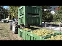 L'azienda agricola della Fondazione - FEM informa dell' 8/10/2016