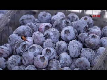 Ricerca alimentare, vino e frutta sotto la lente - FEM informa del 3/9/2016