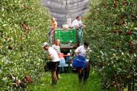 Certificazioni agroalimentari e ambientali