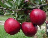 Analisi pre-raccolta mele