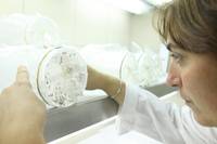 Laboratorio di entomologia