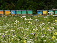 Consulenza in apicoltura
