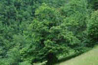 Castagno