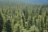 Foreste