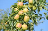 Frutticoltura