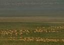 01_GazelleSteppe