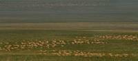 01_GazelleSteppe