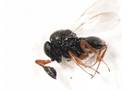 03_Trissolcus-mitsukurii-1_imagefullwide