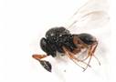 03_Trissolcus mitsukurii