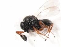 03_Trissolcus mitsukurii