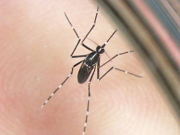 A.albopictus1