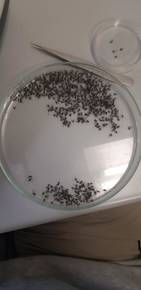 Adulti di zanzara tigre raccolti in 24h con trappola mod- BG-sentinel
