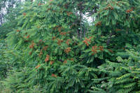 Ailanthus_altissima - albero 1