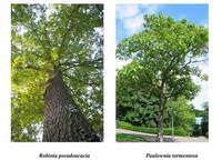 alberi non nativi