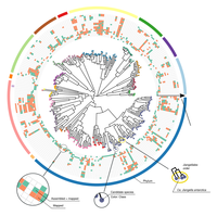 Albero filogenetico che include le nuove 269 specie batteriche caratterizzate.