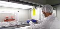 allevamento Ganaspis nelle camere di quarantena FEM