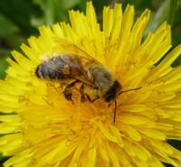 Ape mellifera su Tarassaco big