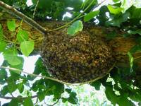 api selvatiche colonie