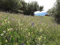 Biodiversità nel prato in Val di Fiemme