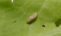 Ceutorhynchus larva