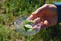 cimice asiatica e uova