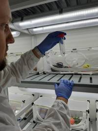 cimici asiatiche FEM laboratorio - foto ufficio stampa2